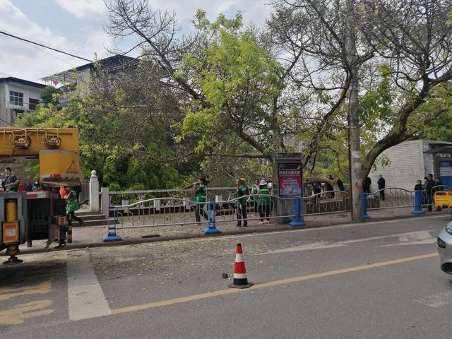 快来关注！安岳三元堤边的古老黄桷树今天被锯断了